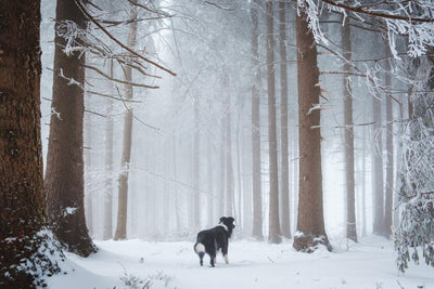 30 Tips For Walking Your Dog In Winter - PetMax Canada