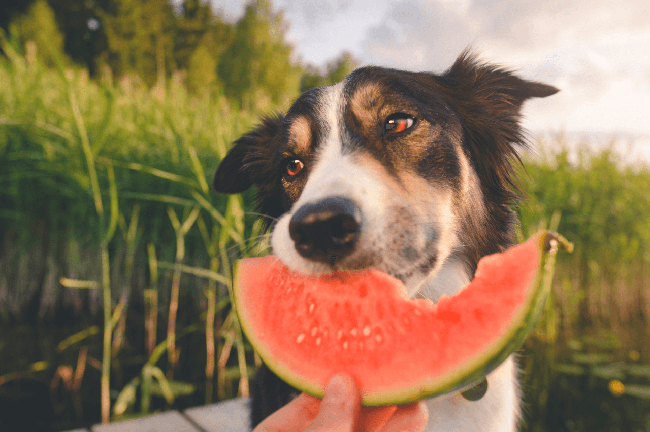 Tips for keeping your dog cool this summer in hot weather | PetMax.ca