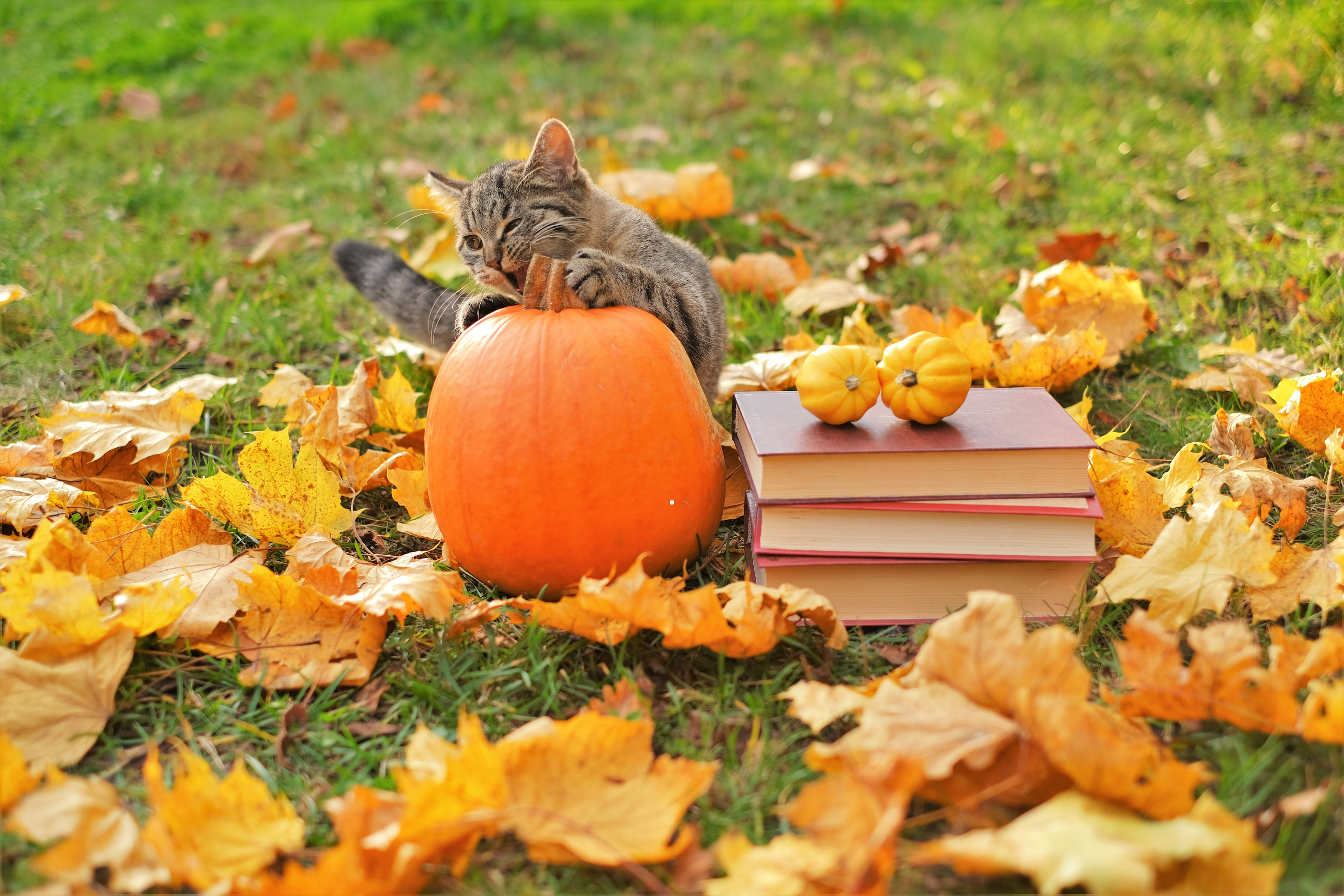 10 Fun Fall Activities to Enjoy with Your Pet: Seasonal Adventures for Dogs and Cats