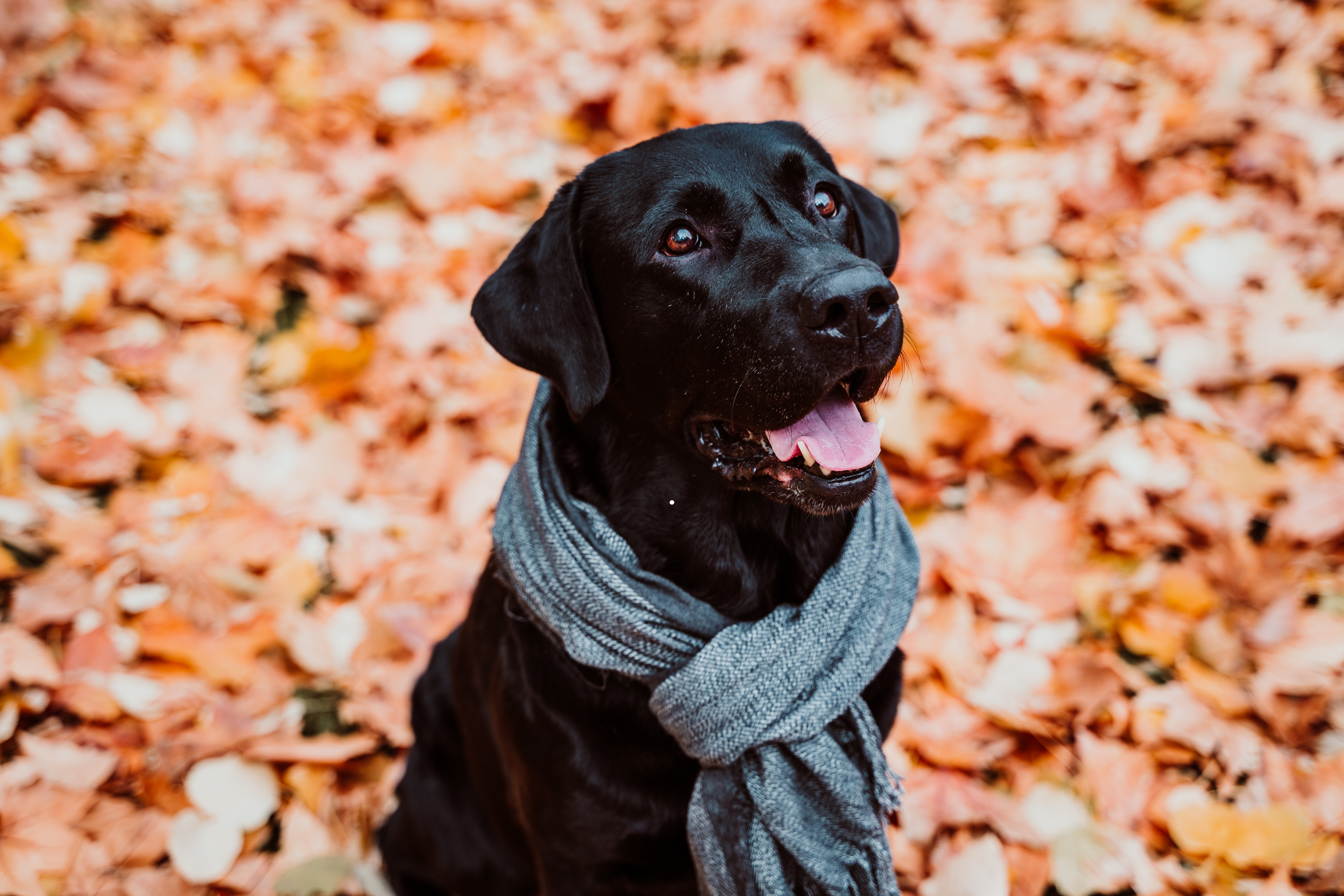 Top Fall Safety Tips for Pets: How to Keep Your Dog or Cat Safe This Autumn