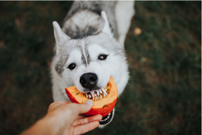 Is Pumpkin Good for Pets? Discover 8 Surprising Benefits for Dogs and Cats!