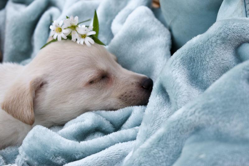 cute new puppy laying on a blanket with a daisey on its head. It was just named Daisey by its new pet parents and they decided on the name after reading this puppy naming blog post.