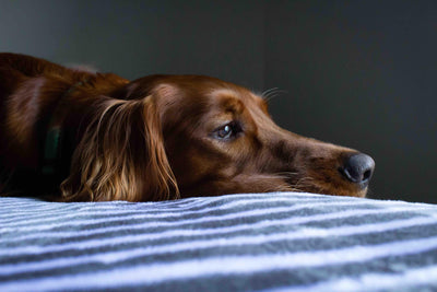 bored dog laying his head on a bed hoping for some toys from PetMax.ca to stimulate him and alleviate his boredom 