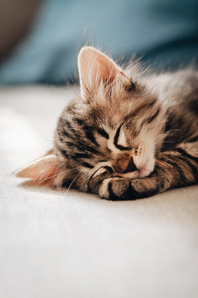 Essential Items For A New Kitten: The Beginners Guide - PetMax Canada