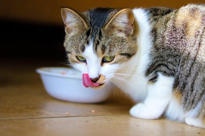 Feeding Your Cat Wet Food: Exploring the Benefits and Drawbacks - PetMax Canada