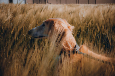 Grain Inclusive or Grain Free Dog Food? The Pros & Cons - PetMax Canada