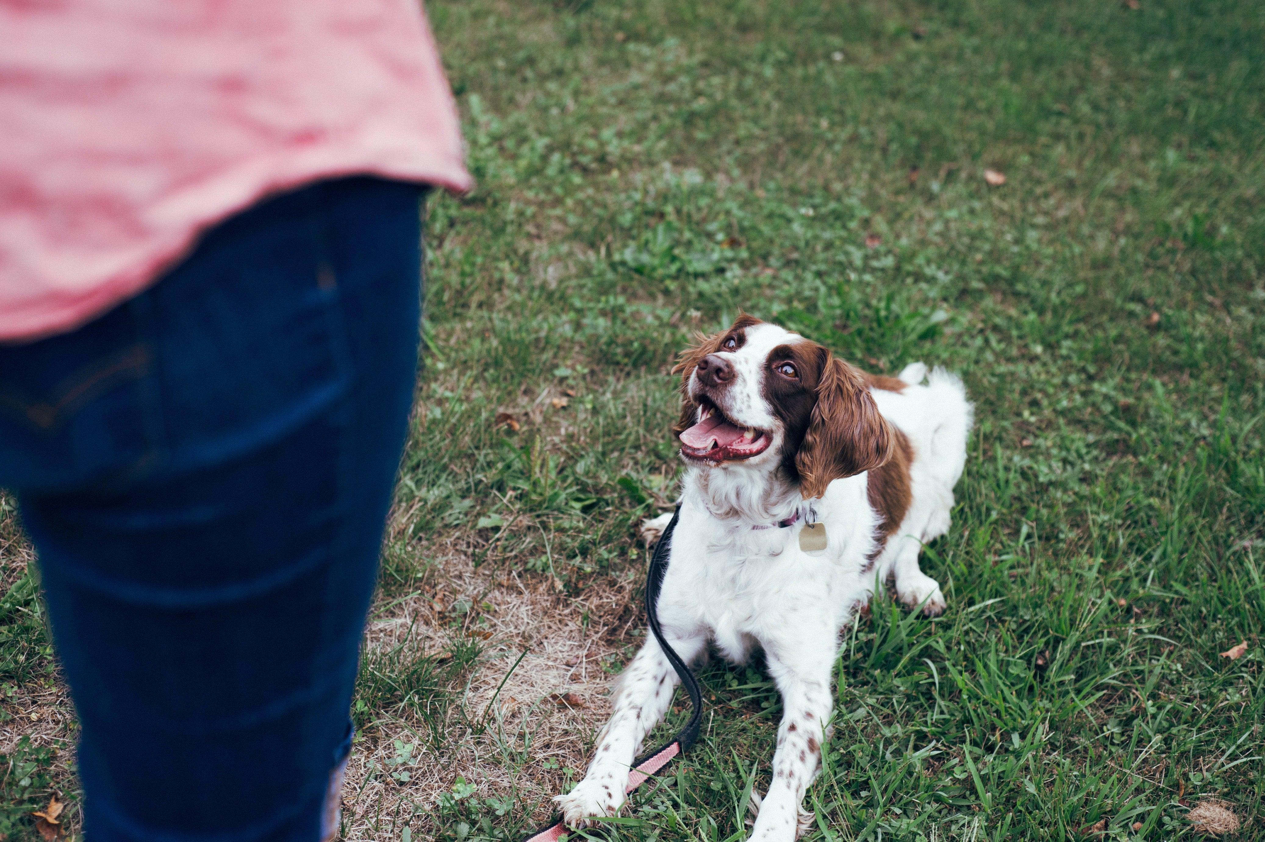 Dog sitting patiently and waiting for command from owner during training session