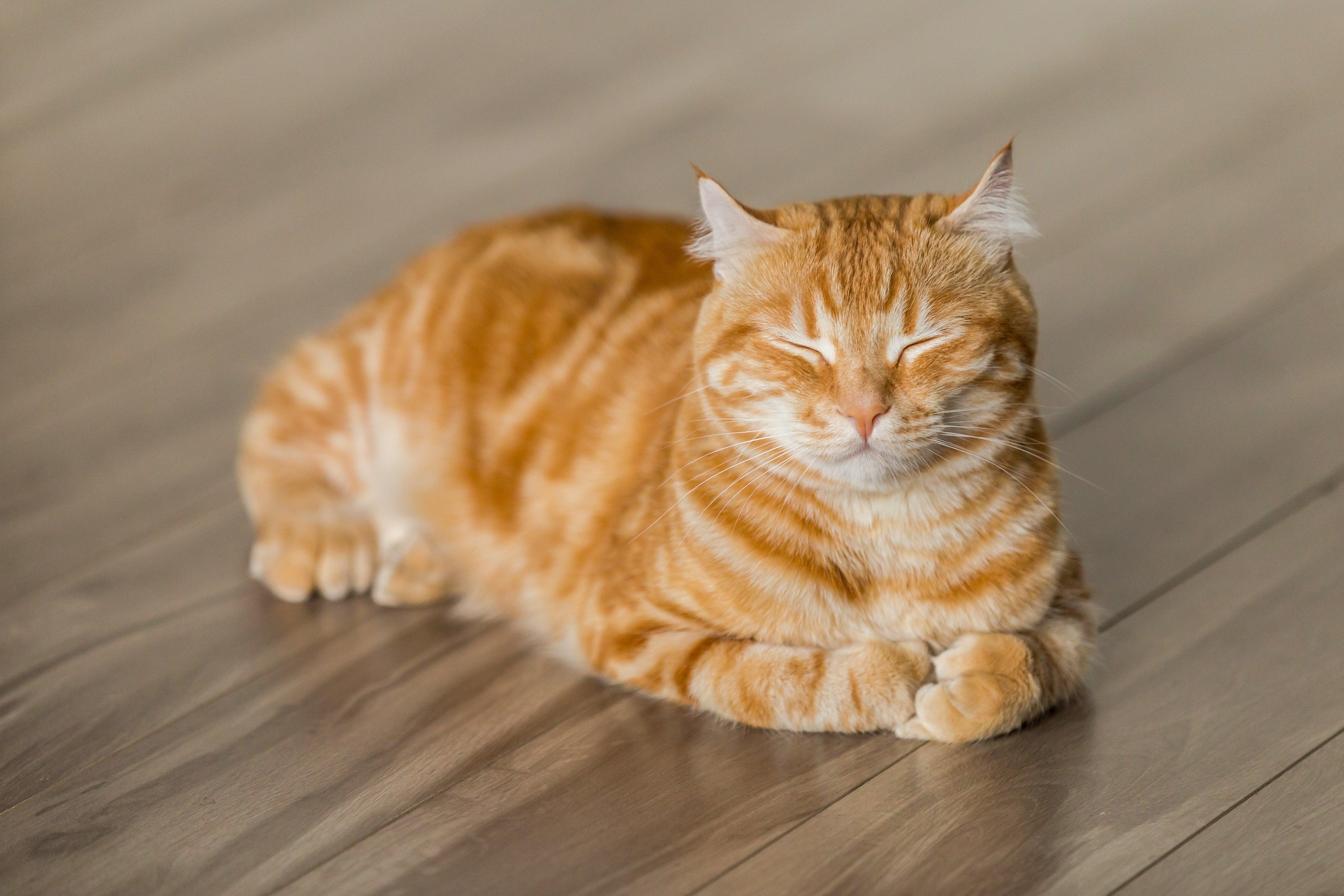 A close-up of a cat happily laying in the sun, with their eyes closed and body relaxed as they soak up the warmth