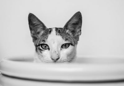 Cat peaking over a ledge with ears perked up free of ear mites after successful ear mite treatment and prevention