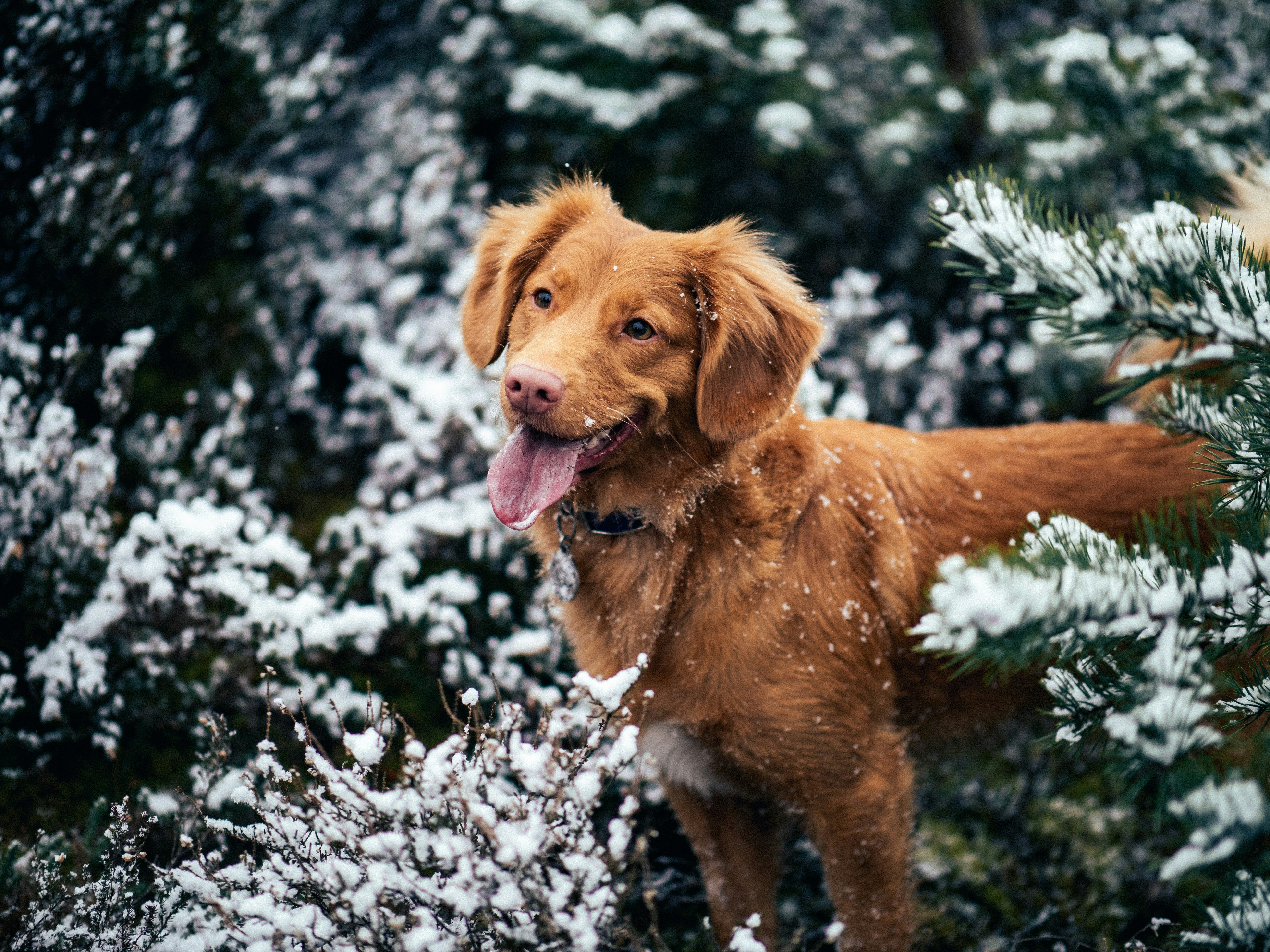 Dog walking on a snowy sidewalk, showcasing cold weather safety gear and care for pets during winter.