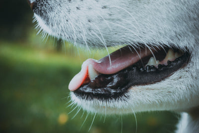 Happy dog smiling with healthy teeth and gums thanks to pet oral care and prevention of periodontal disease