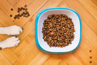 The Best Dog Foods in Canada: Top Brands and Recommendations - PetMax Canada