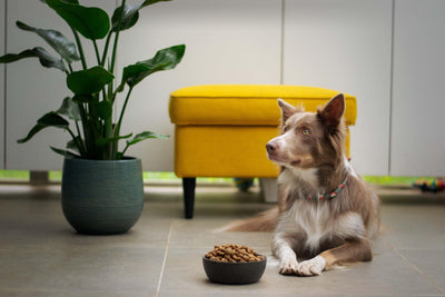 Unpacking Nutrient Profiles in Pet Food: A Guide for Pet Owners - PetMax Canada