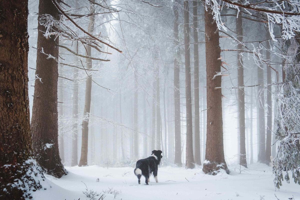 Winter Fun with Your Dog: Tips and Tricks for Safe Outdoor Play - PetMax Canada