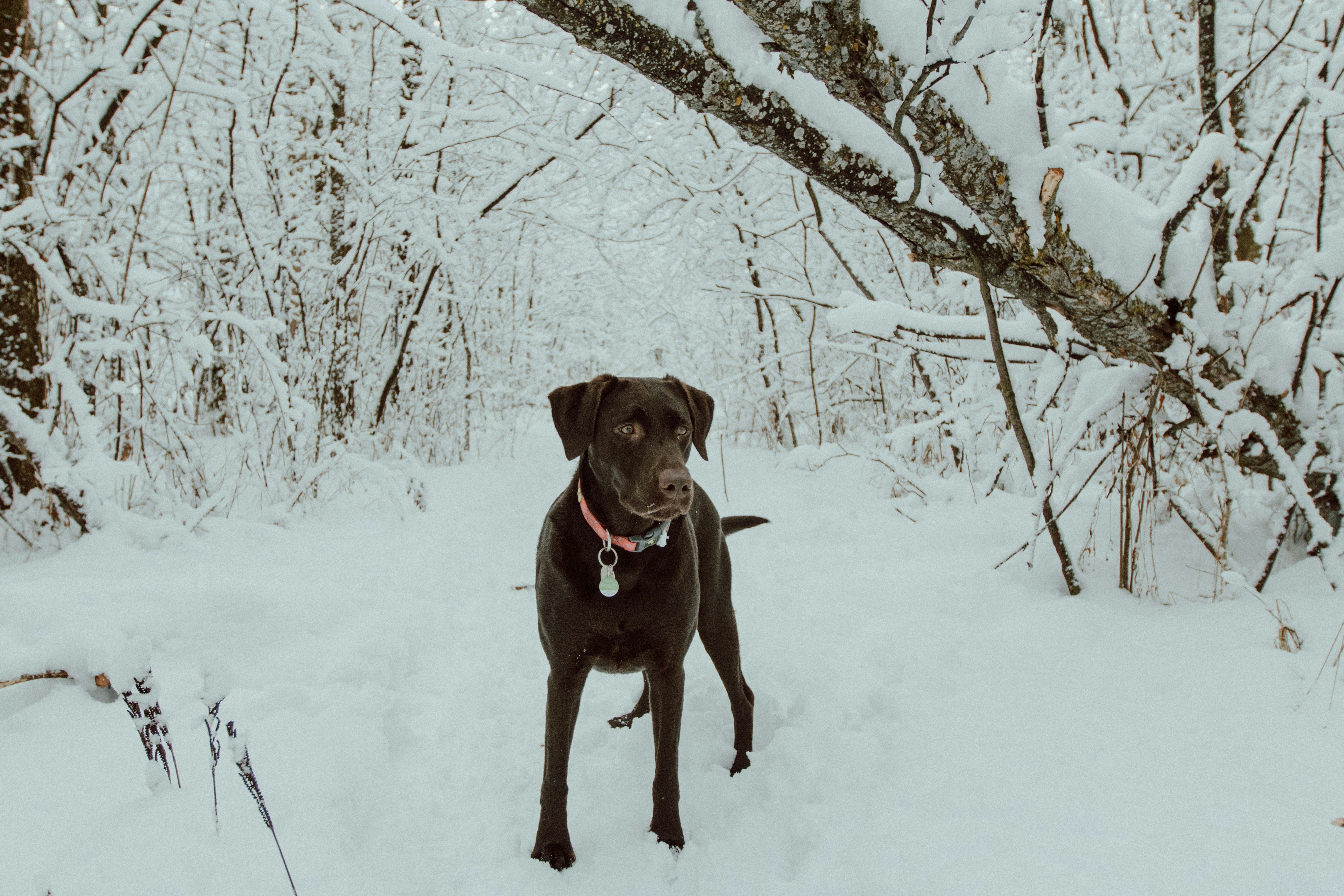 Winter Wellness: How to Keep Your Dog Active and Healthy Indoors and Outdoors