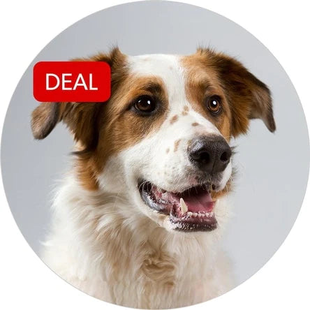 Discount pet best sale supplies catalog