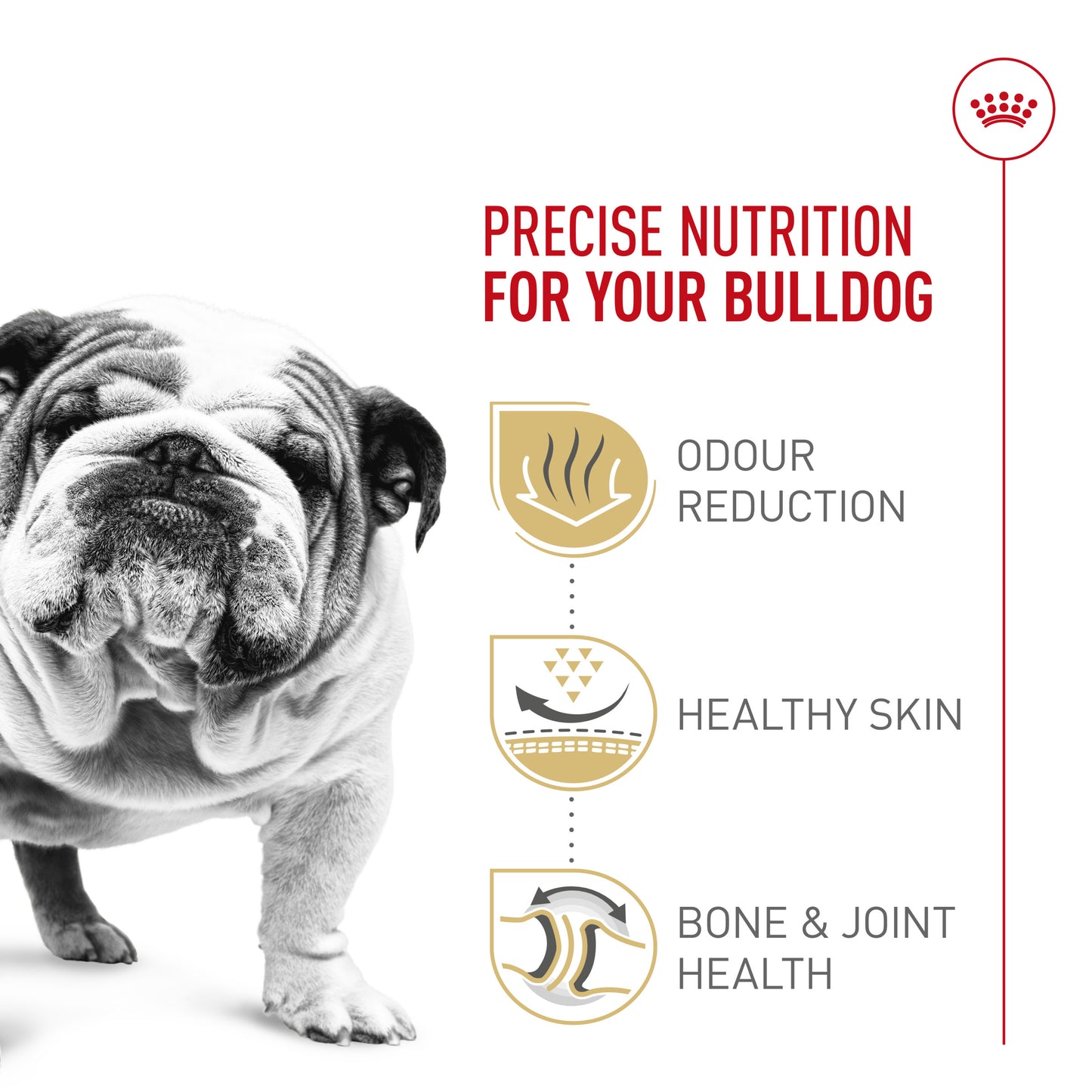 Nourriture pour chiens Royal Canin Bulldog