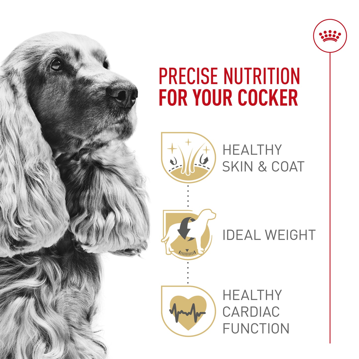 Nourriture pour chiens Cocker Spaniel spécifique à la race Royal Canin