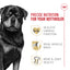 Royal Canin Rottweiler Croquettes pour chien adulte