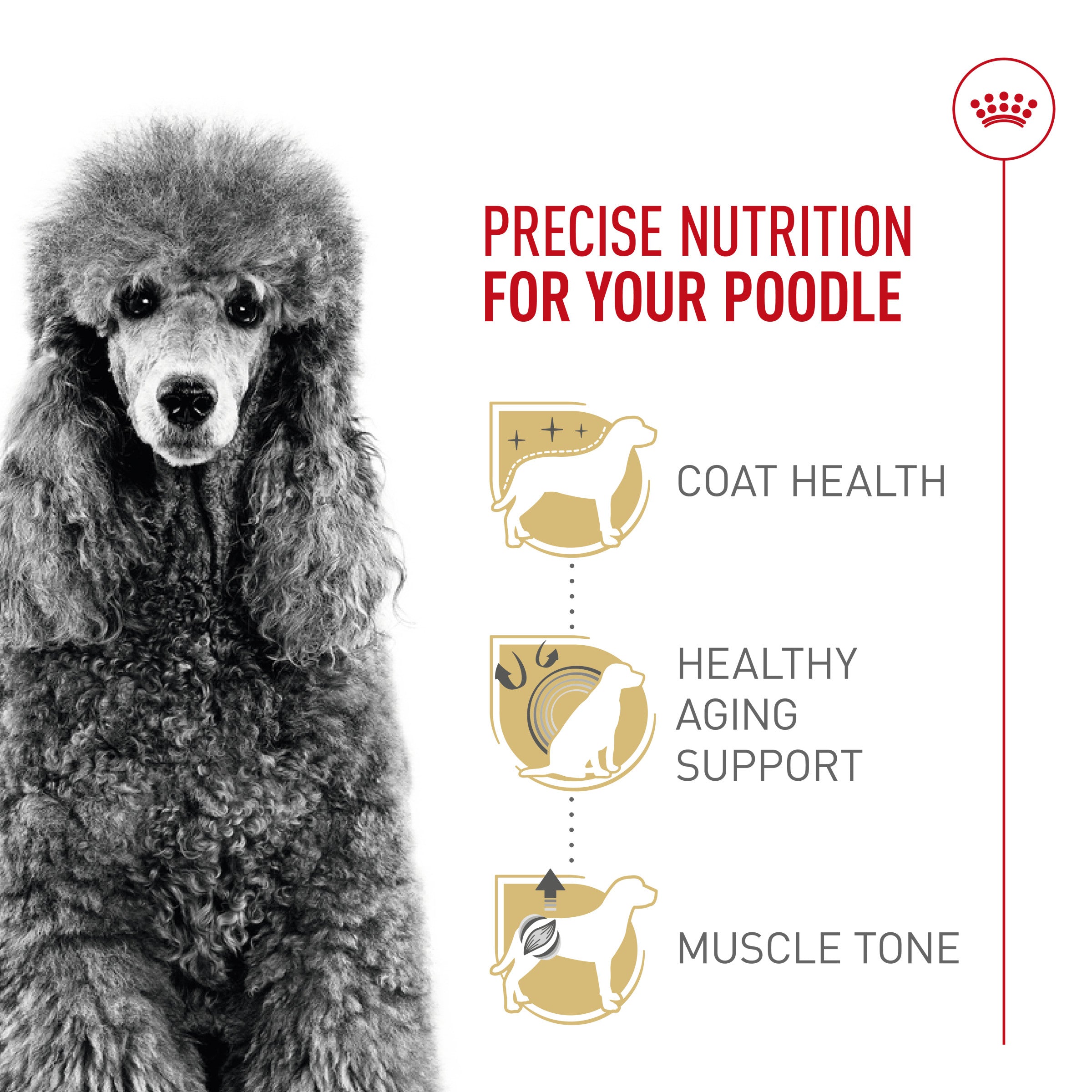 Buy Royal Canin Puppy Food Poodle Online In Canada PetMax