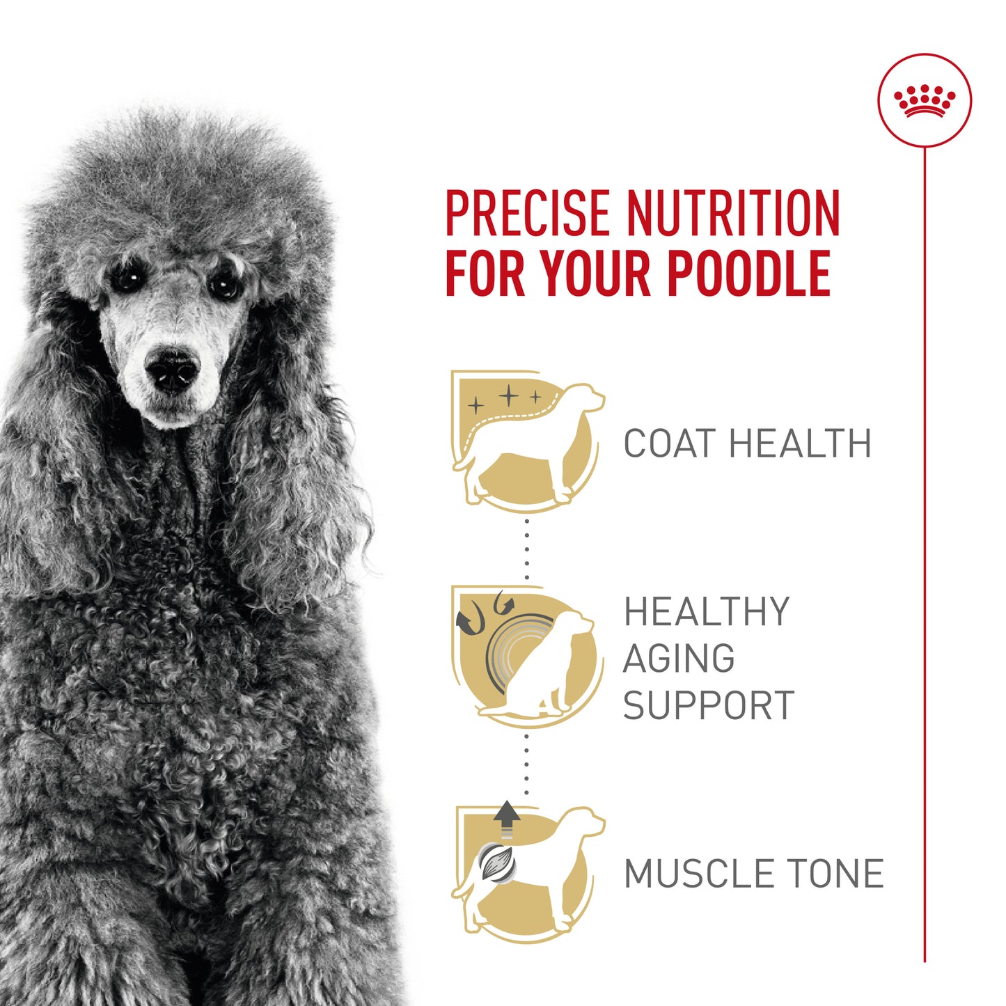 Royal Canin Breed Health Nutrition Caniche Nourriture sèche pour chiens adultes