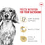 Royal Canin Breed Health Nutrition Teckel Adulte Croquettes pour Chiens