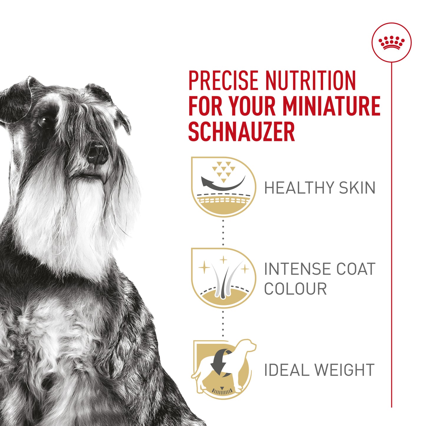 Royal Canin Schnauzer nain Croquettes pour chiens adultes 