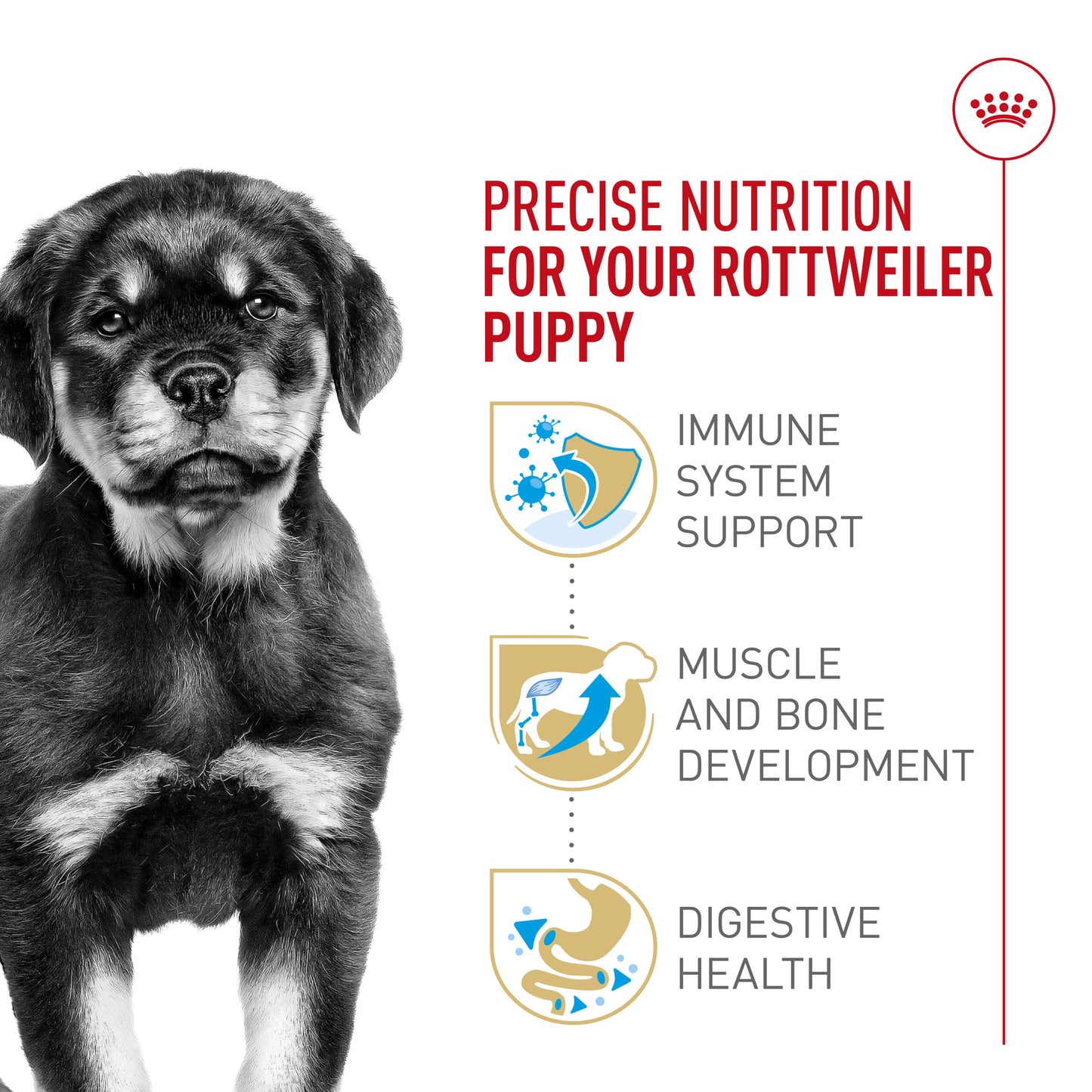 Nourriture pour chiots Royal Canin Rottweiler