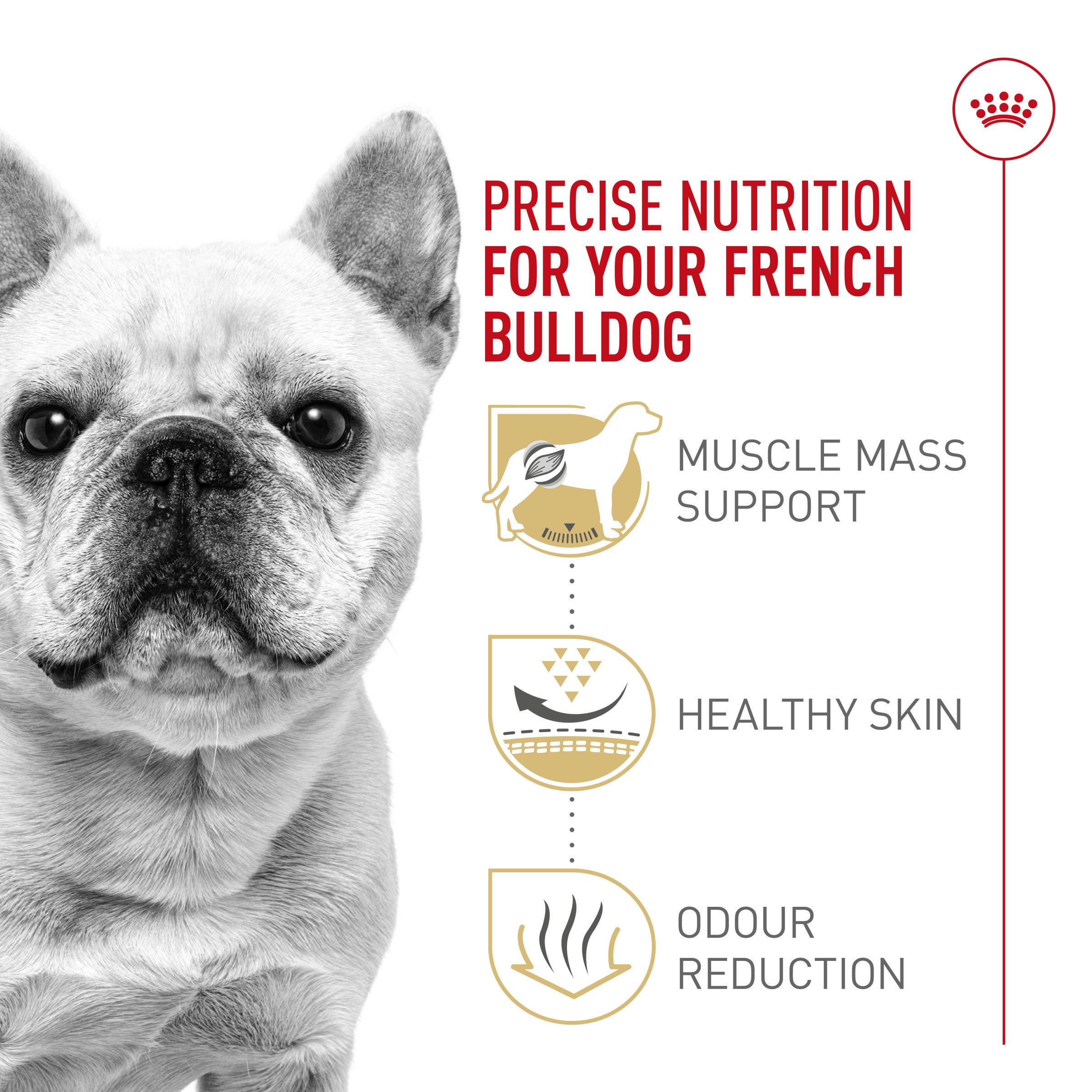 Royal Canin Breed Health Nutrition French Bulldog Adult Dry Dog Food