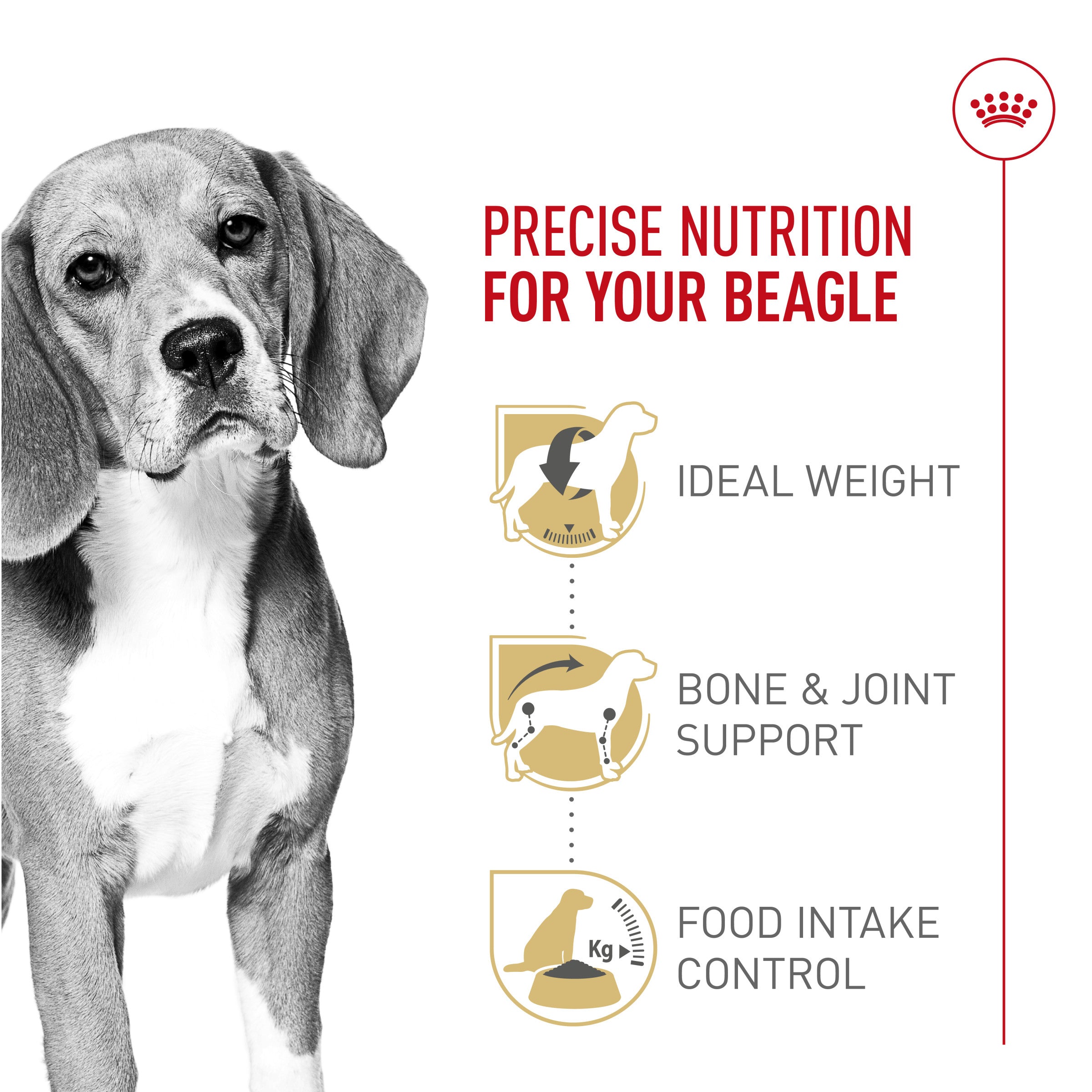 Beagle puppy diet chart best sale