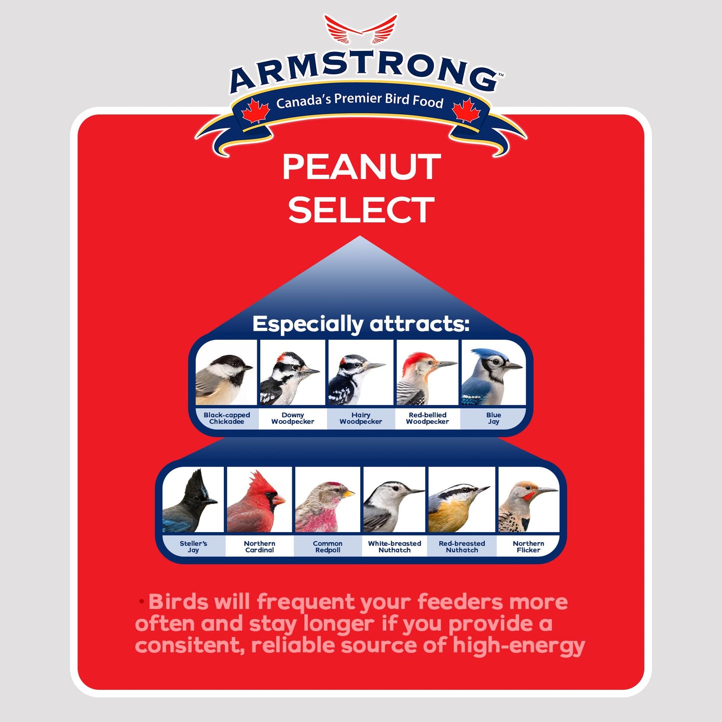 Armstrong Peanut Select Suet