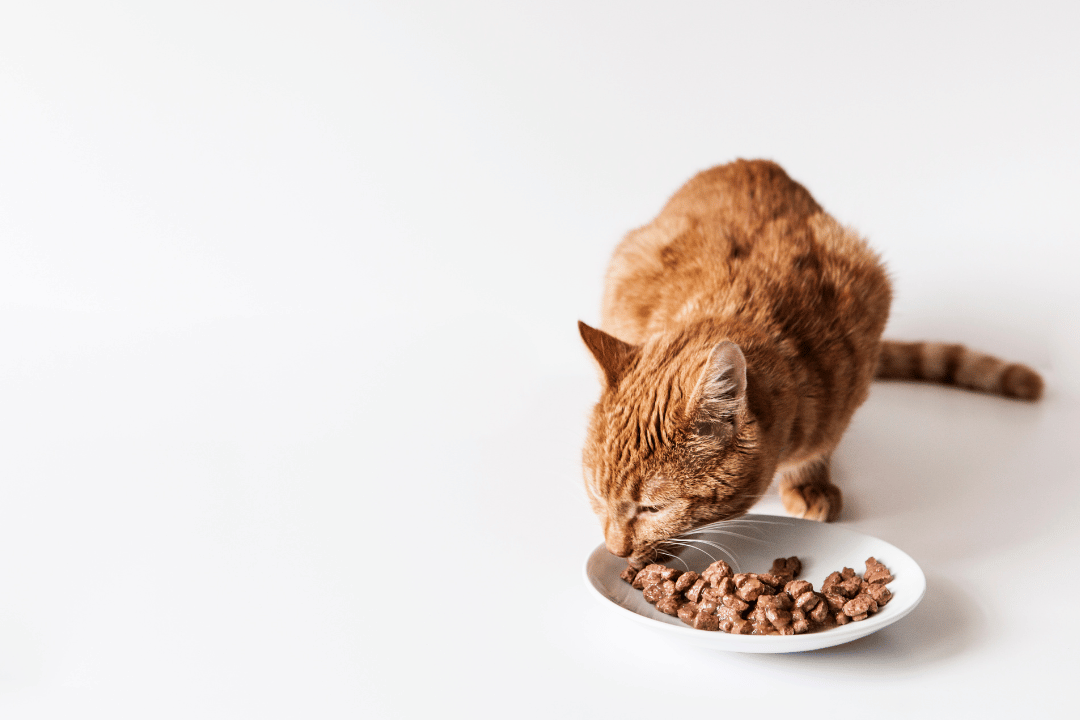 Cat eating wet cat food