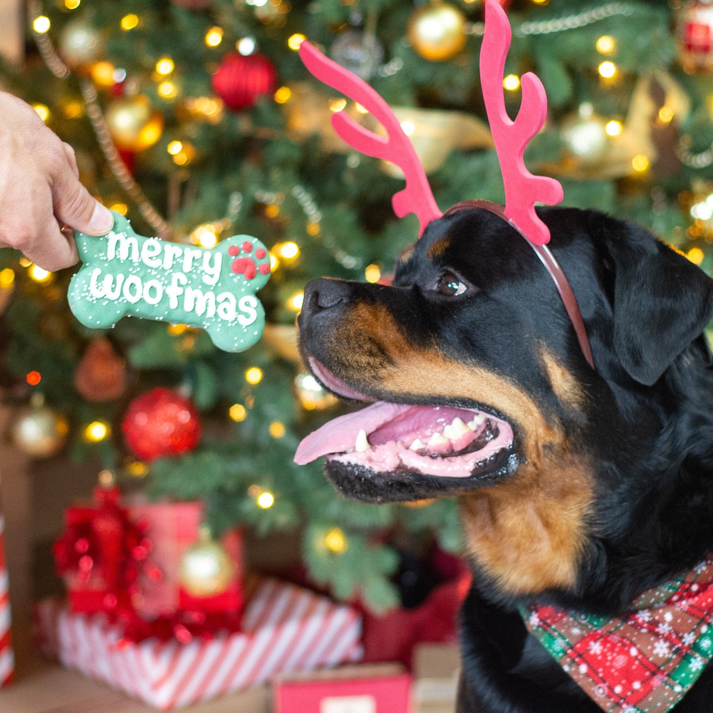 Bosco & Roxys Traditional Merry Woofmas Bone