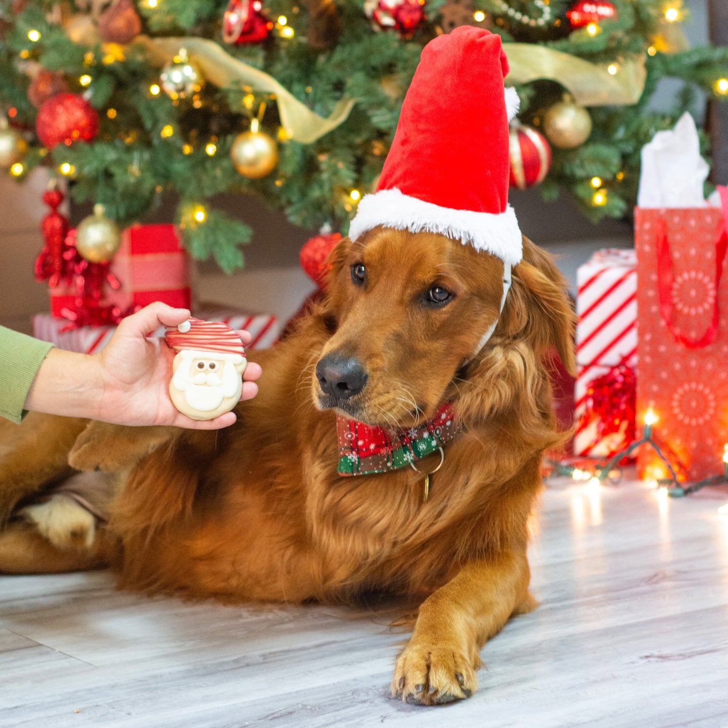 Bosco & Roxy Sleigh-Ing It Santa