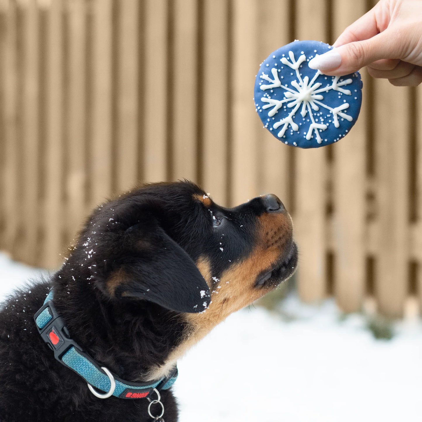 Bosco & Roxy's Winter Wonderland Round Cookie