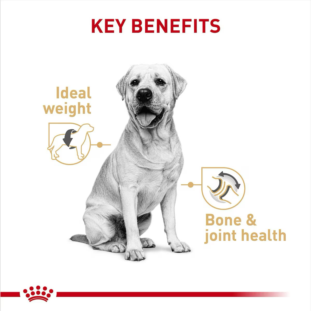 Royal Canin Nourriture en Conserve pour Chien Labrador Retriever