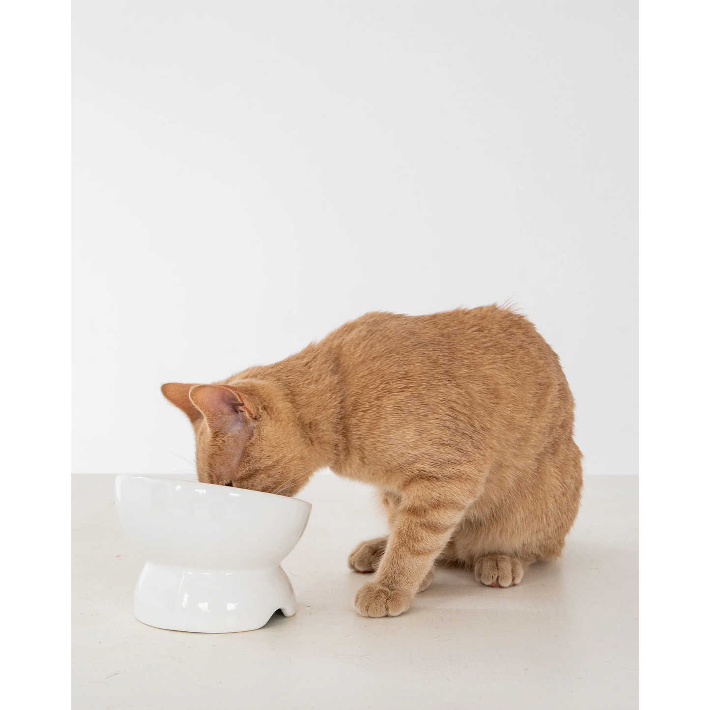 Dexypaws Raised Ceramic Cat Bowl White