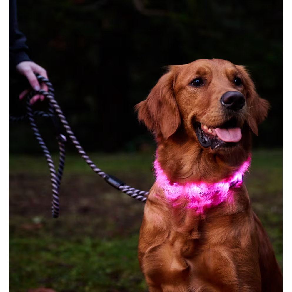 Rc Dog Collar Nova Led Light Tennis