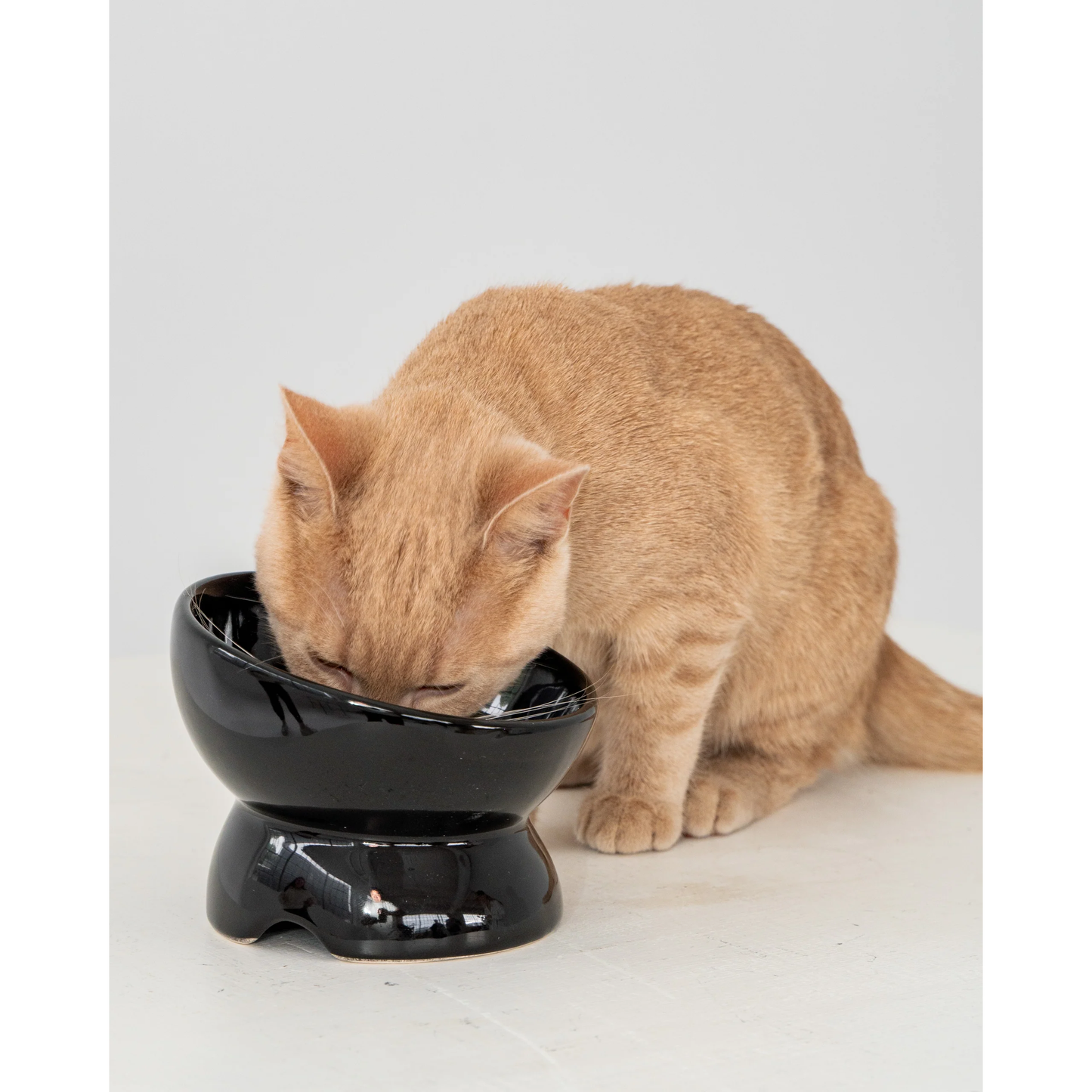 Dexypaws Raised Ceraminc Cat Bowl Black