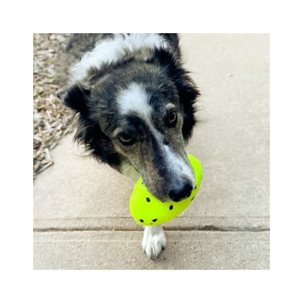 Ballon de football réflexe pour chien Kong