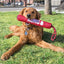 Kong Dog Signature Stick with Rope