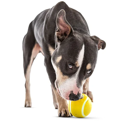 Guru Dog Tennis Treat Ball