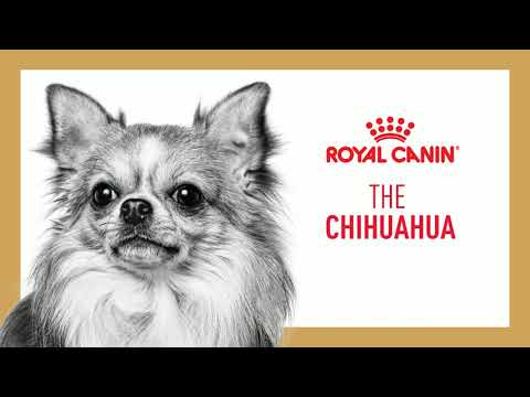 Dog food for chihuahua puppies best sale