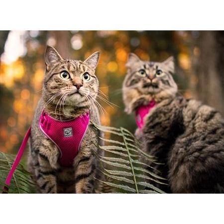 Adventure discount kitty harness