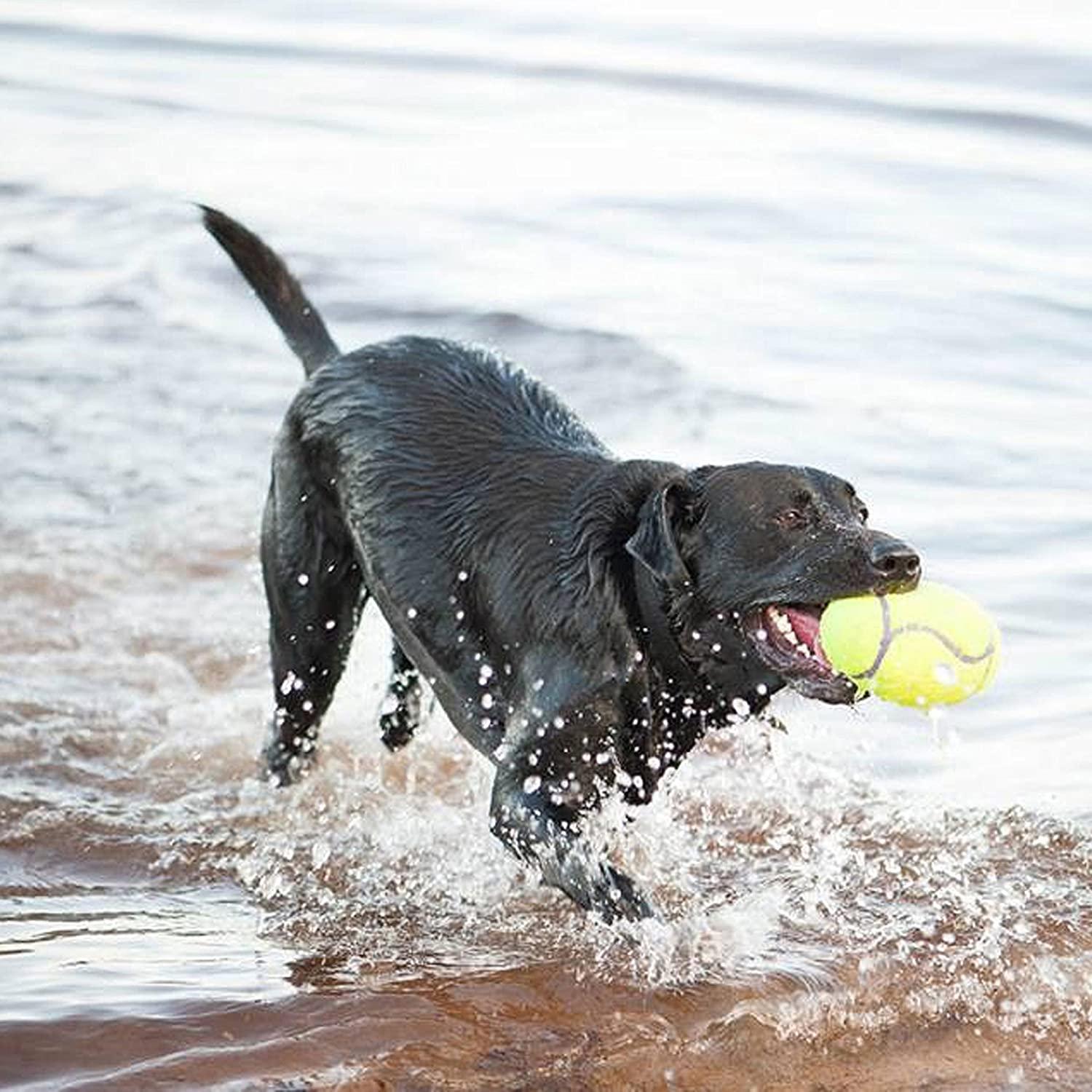 Air Kong Fetch Stick - Large - Dog Toys - Kong - PetMax Canada