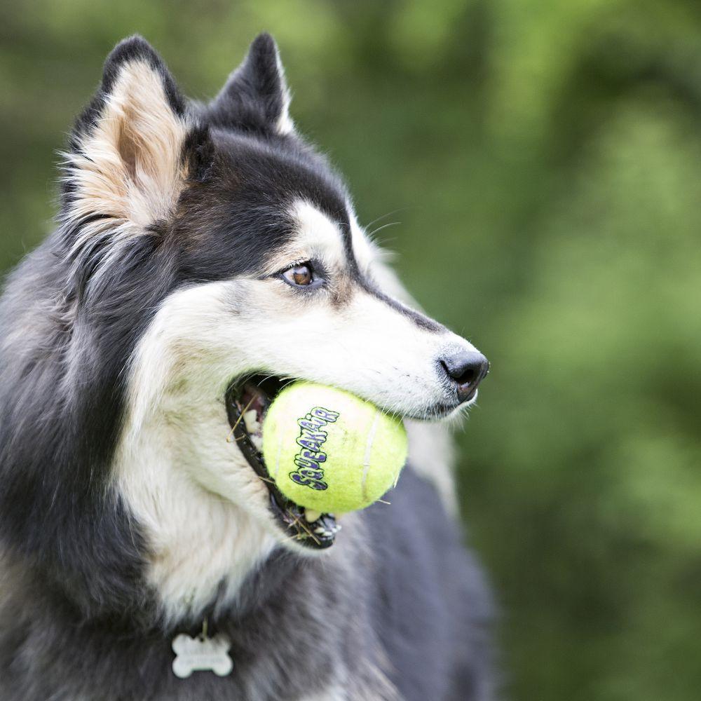 Air Kong Squeaker Tennis Ball - Medium - Dog Toys - Kong - PetMax Canada