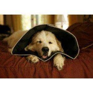 Comfy Cone E-Collar for Dogs & Cats, Black - Small - Dog Collars - Comfy Cone - PetMax Canada