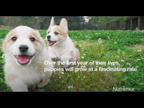 Nutrience infusion puppy sale