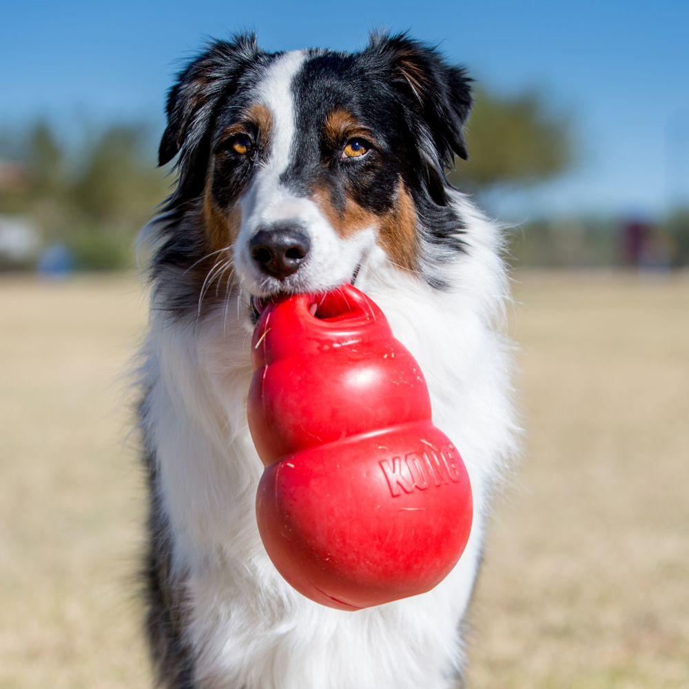 Kong Bounzer - Large - Dog Toys - Kong - PetMax Canada