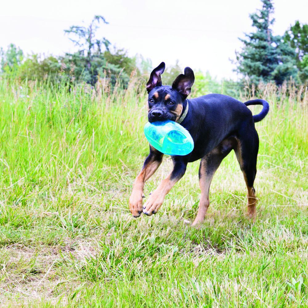 Kong Dog Jumbler Football - Medium/Large - Dog Toys - Kong - PetMax Canada